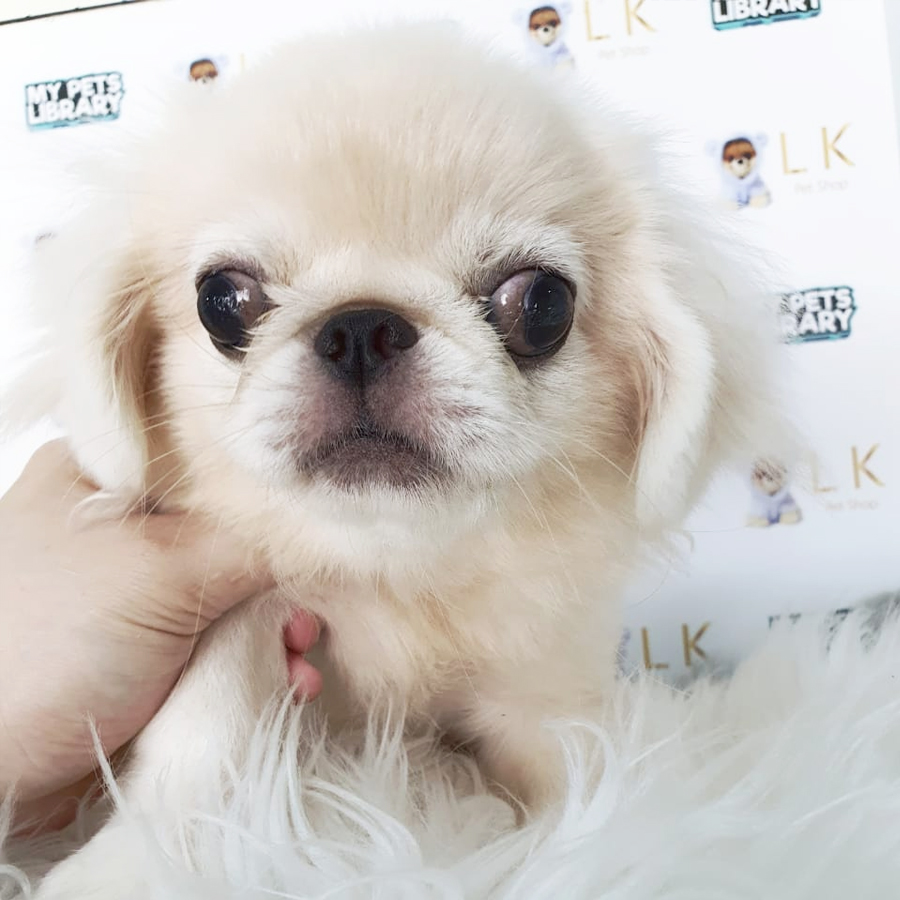 Pekingese Puppy (Male) For Sale