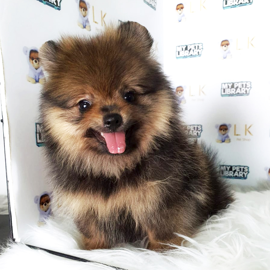 Pomeranian Puppy (Female) For Sale