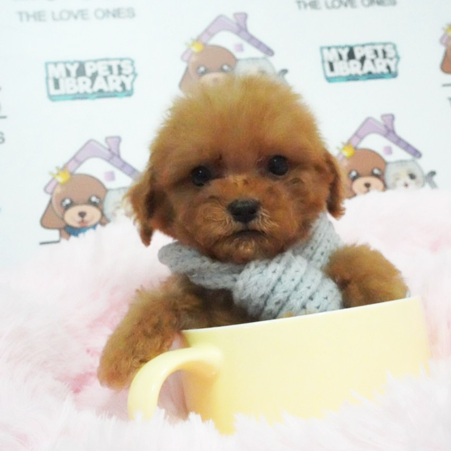 MKA Toy Poodle Puppy (Male) For Sale