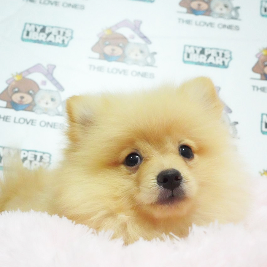 Pomeranian Puppy (Male) For Sale