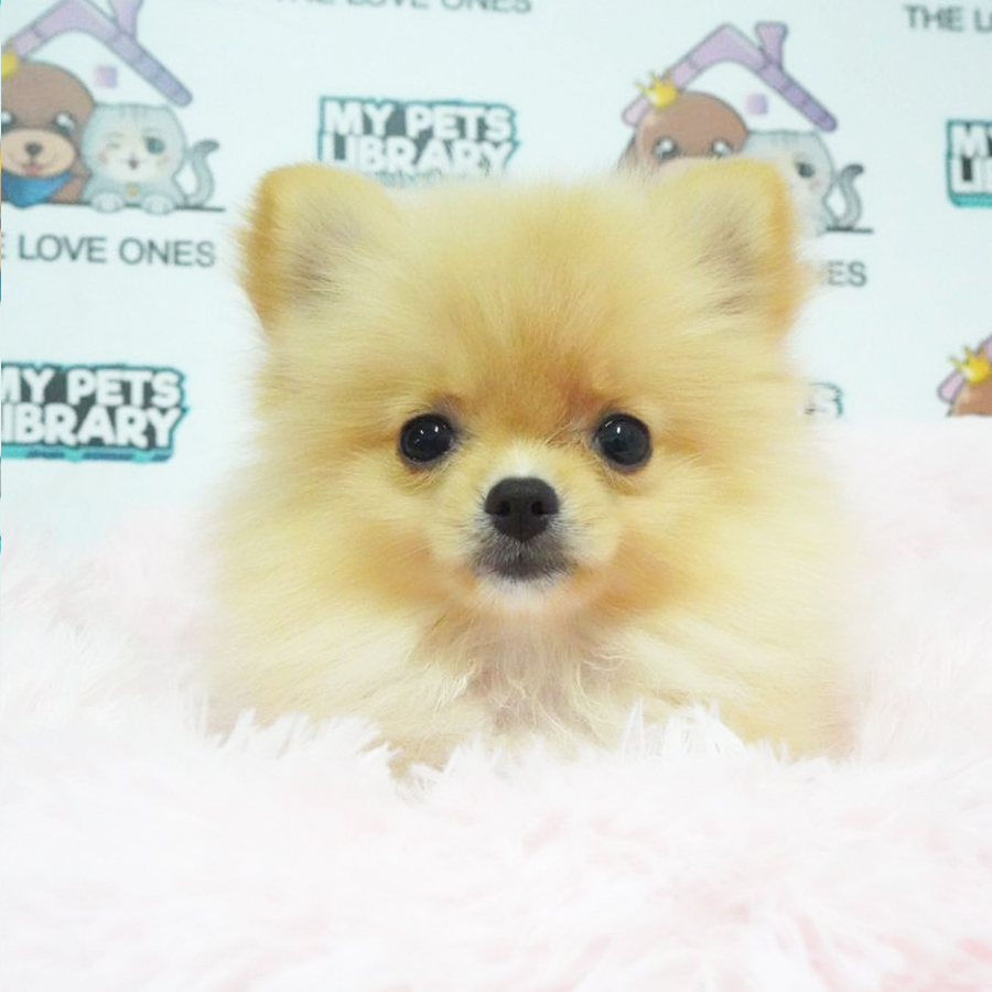 Pomeranian Puppy (Female) For Sale