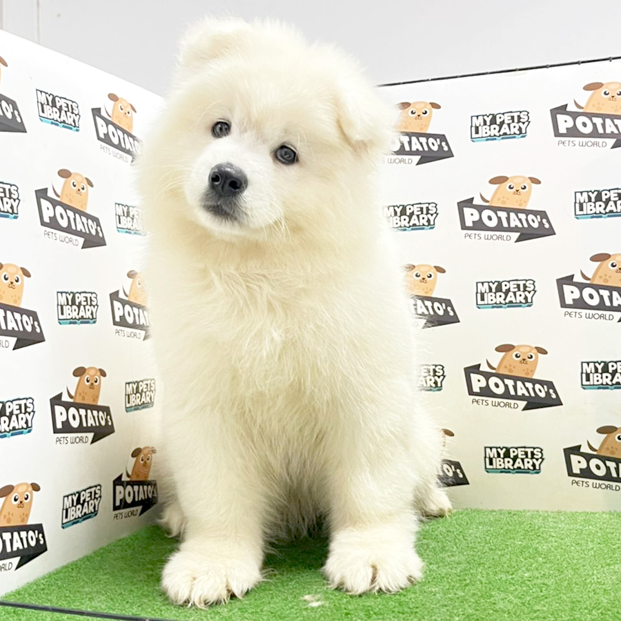 Samoyed Puppy (Female) For Sale