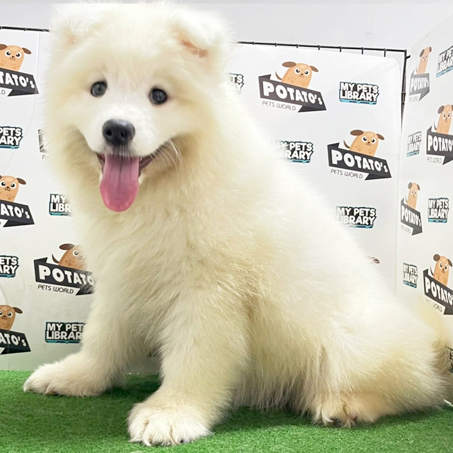 Samoyed Puppy (Female) For Sale