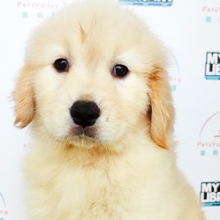 Golden Retriever Puppy (Female) For Sale