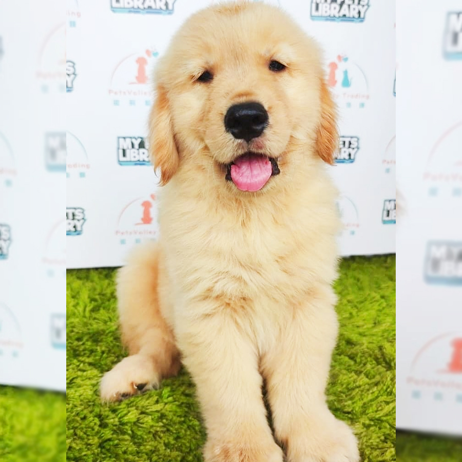 Golden Retriever Puppy (Male) For Sale
