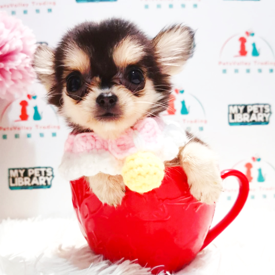 Teacup Chihuahua Puppy (Female) For Sale