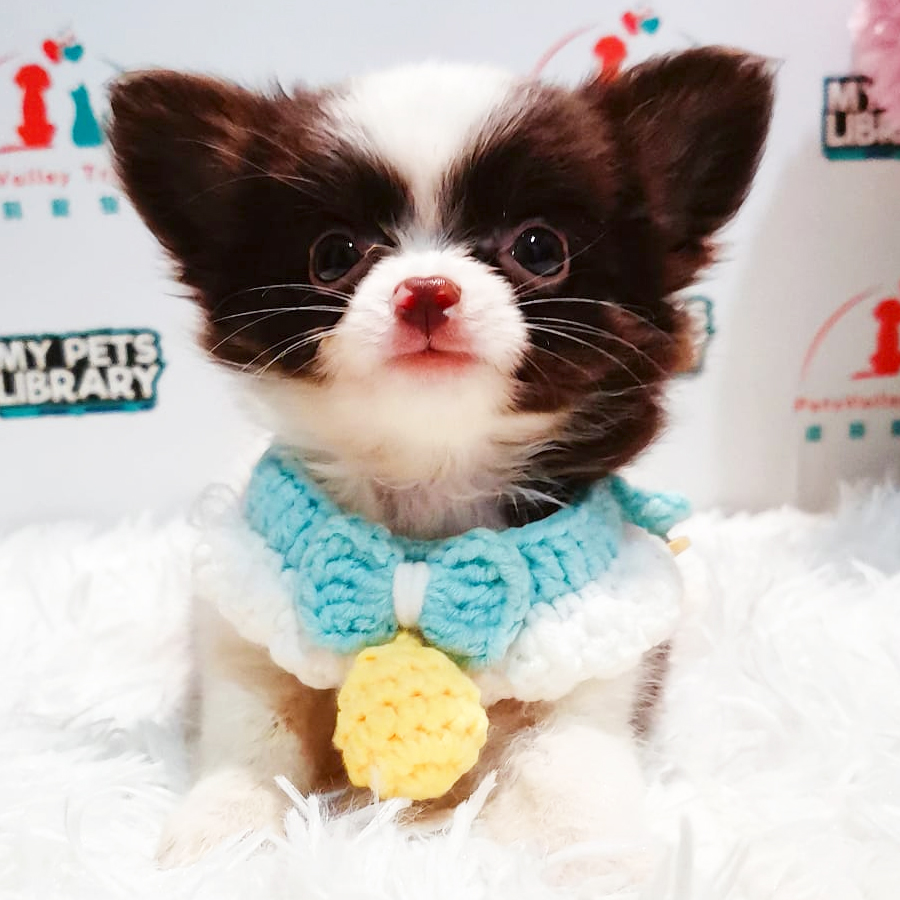 Teacup Chihuahua Puppy (Male) For Sale