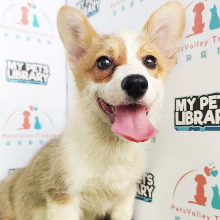 Welsh Corgi Puppy (Female) For Sale