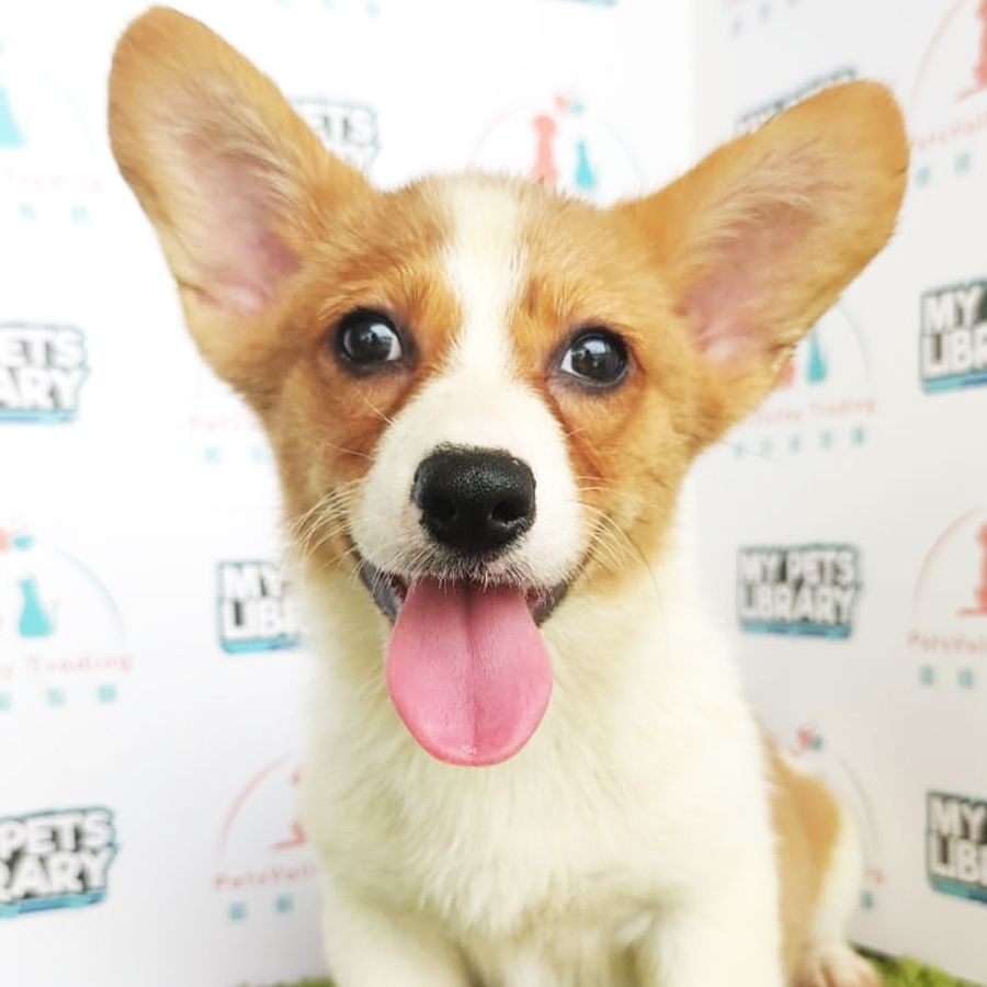Welsh Corgi Puppy (Female) For Sale