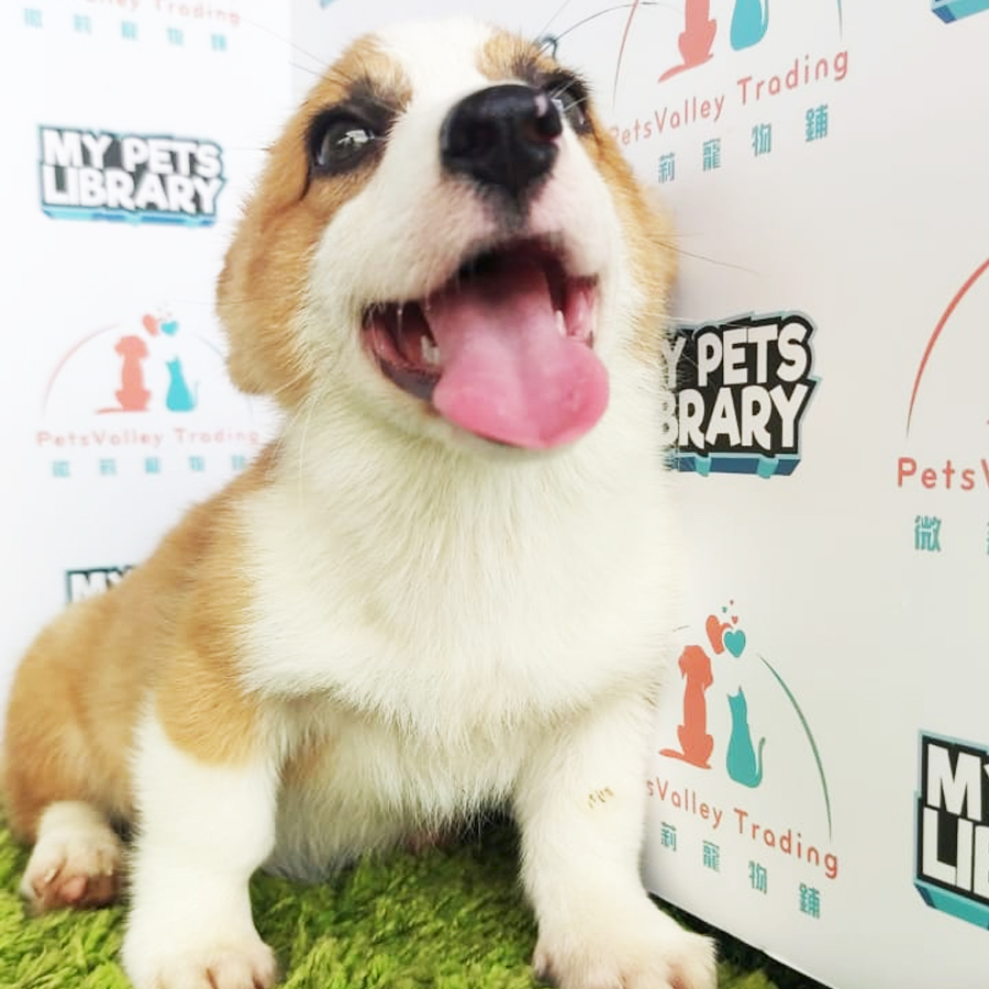Welsh Corgi Puppy (Male) For Sale