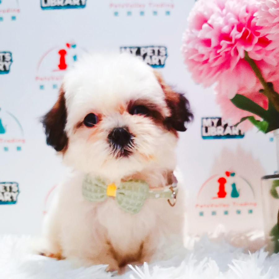 Shihpoo Puppy (Female) For Sale