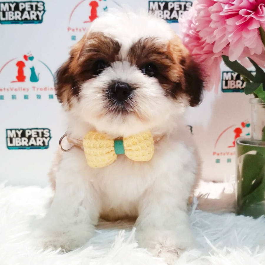 Shihpoo Puppy (Female) For Sale