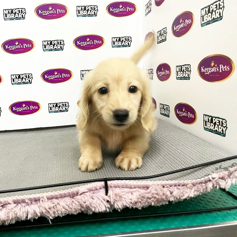 MKA Miniature Dachshund Puppy (Female) For Sale