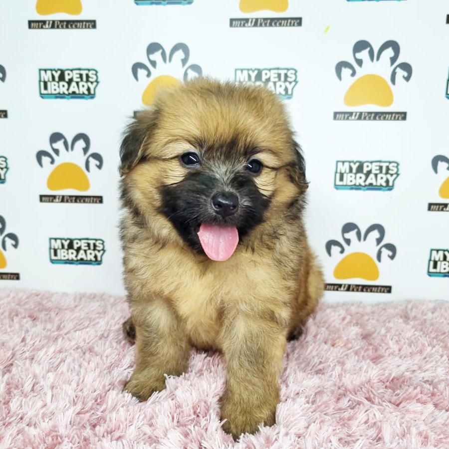 Pomapoo Puppy (Female) For Sale