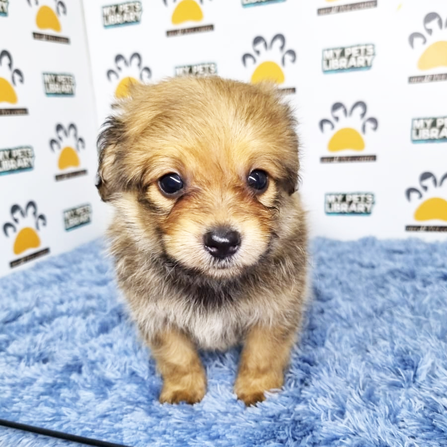 Pomapoo Puppy (Male) For Sale