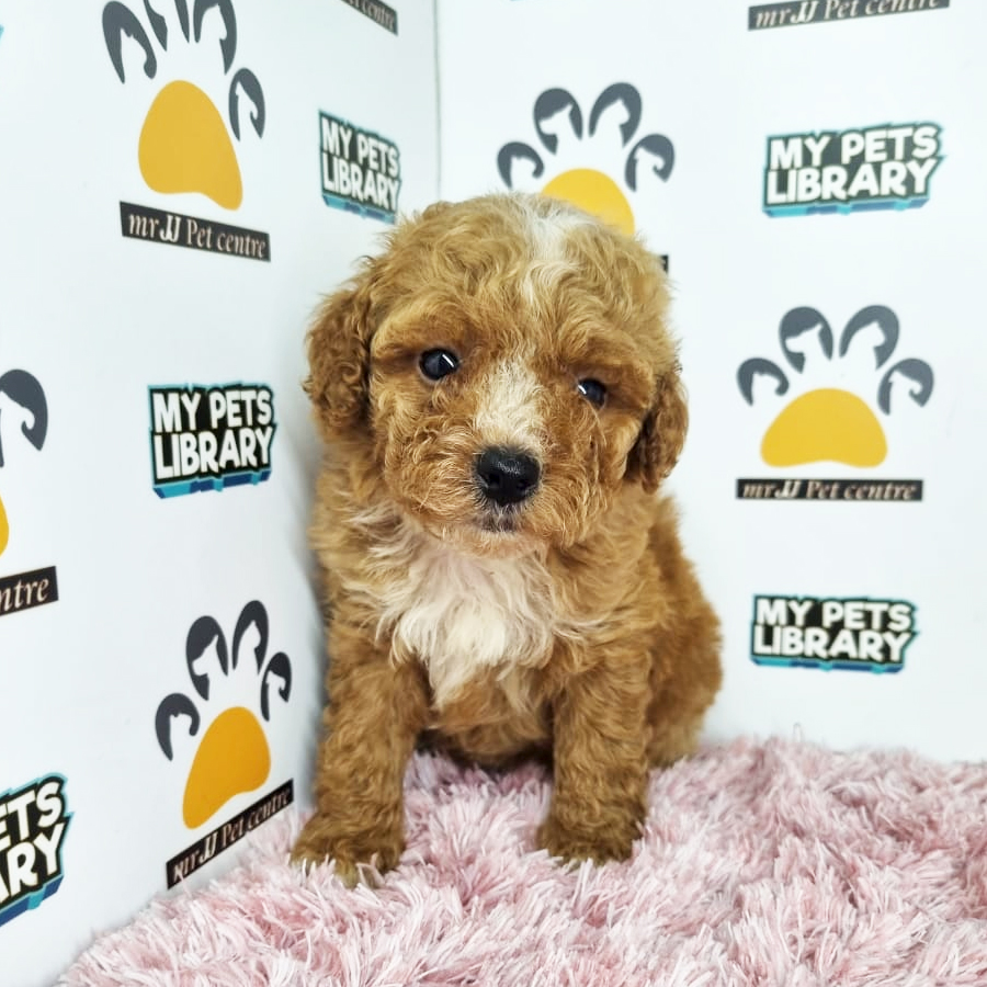 Toy Poodle Puppy (Female) For Sale