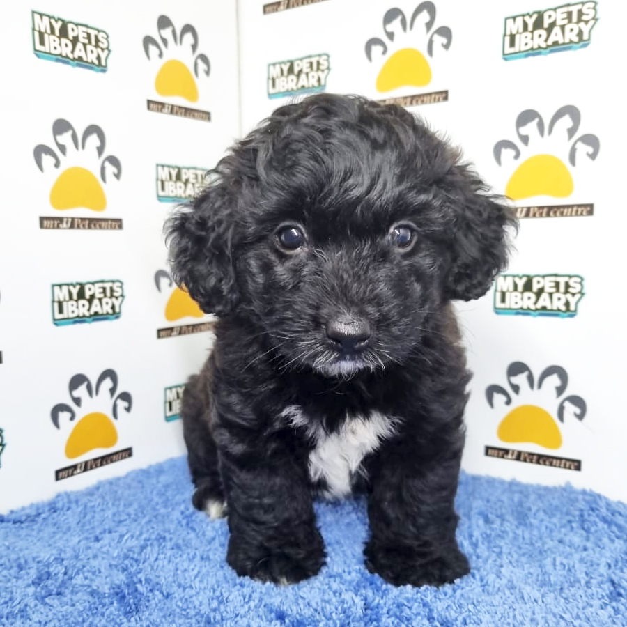 Toy Poodle Puppy (Male) For Sale