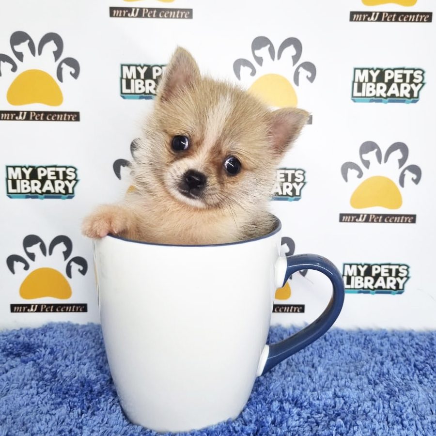 Pomchi Puppy (Male) For Sale