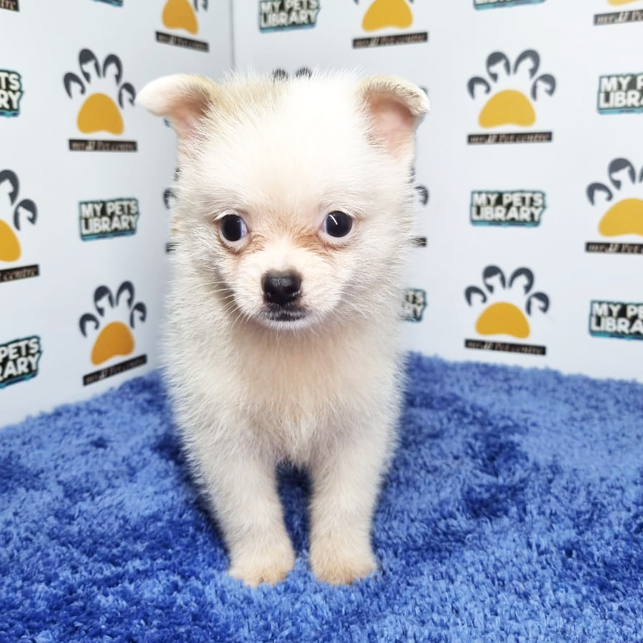 Pomchi Puppy (Male) For Sale