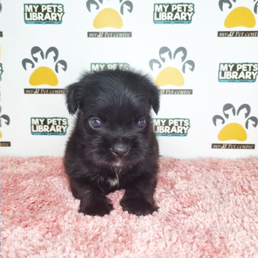 Pug Mix Schnauzer Puppy (Female) For Sale