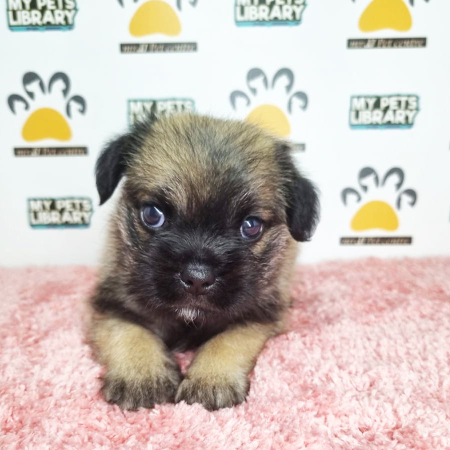 Pug Mix Schnauzer Puppy (Female) For Sale