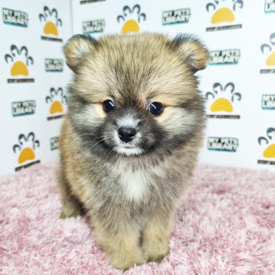 Pomeranian Puppy (Female) For Sale