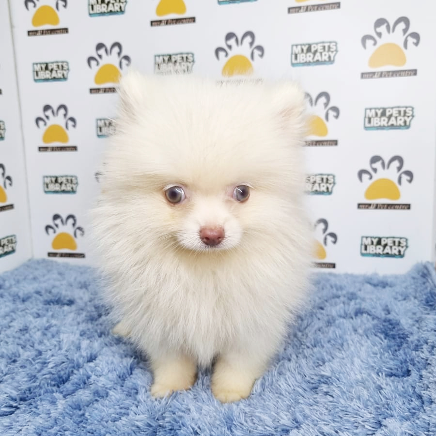 Pomeranian Puppy (Male) For Sale