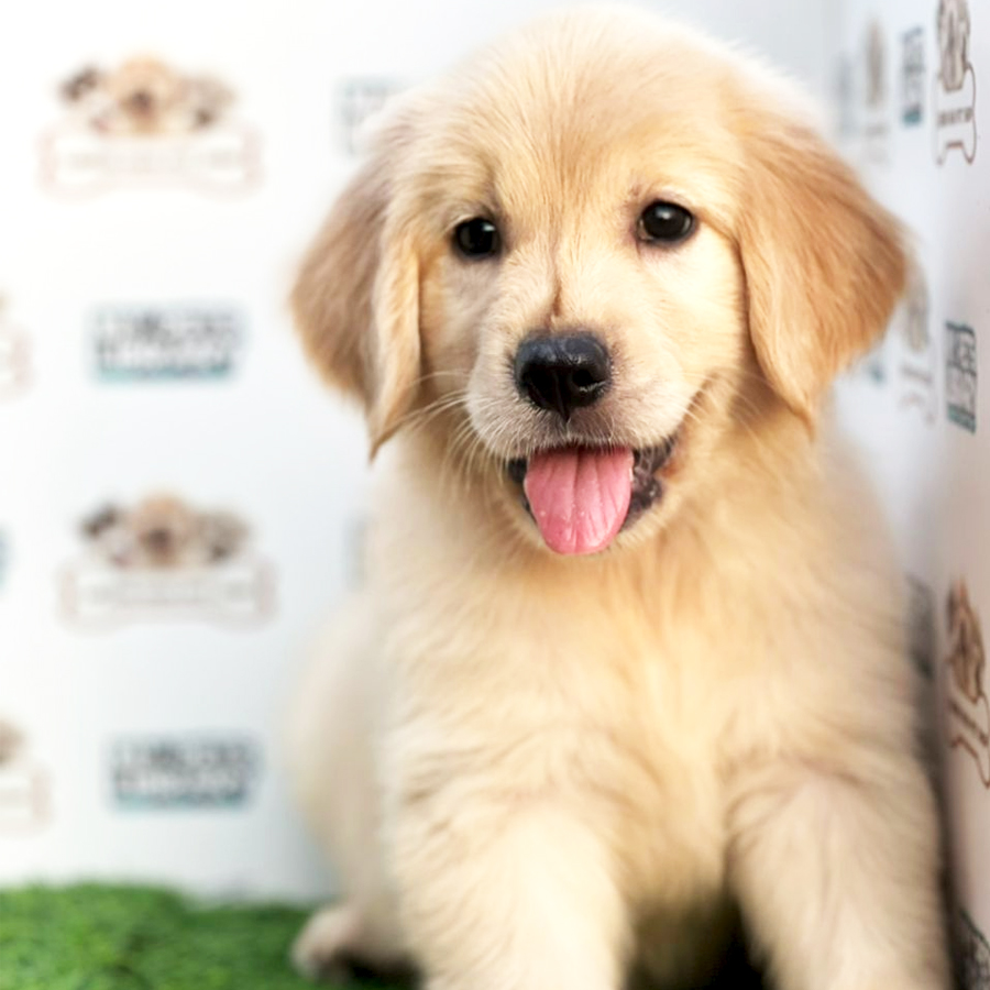 Golden Retriever Puppy (Female) For Sale