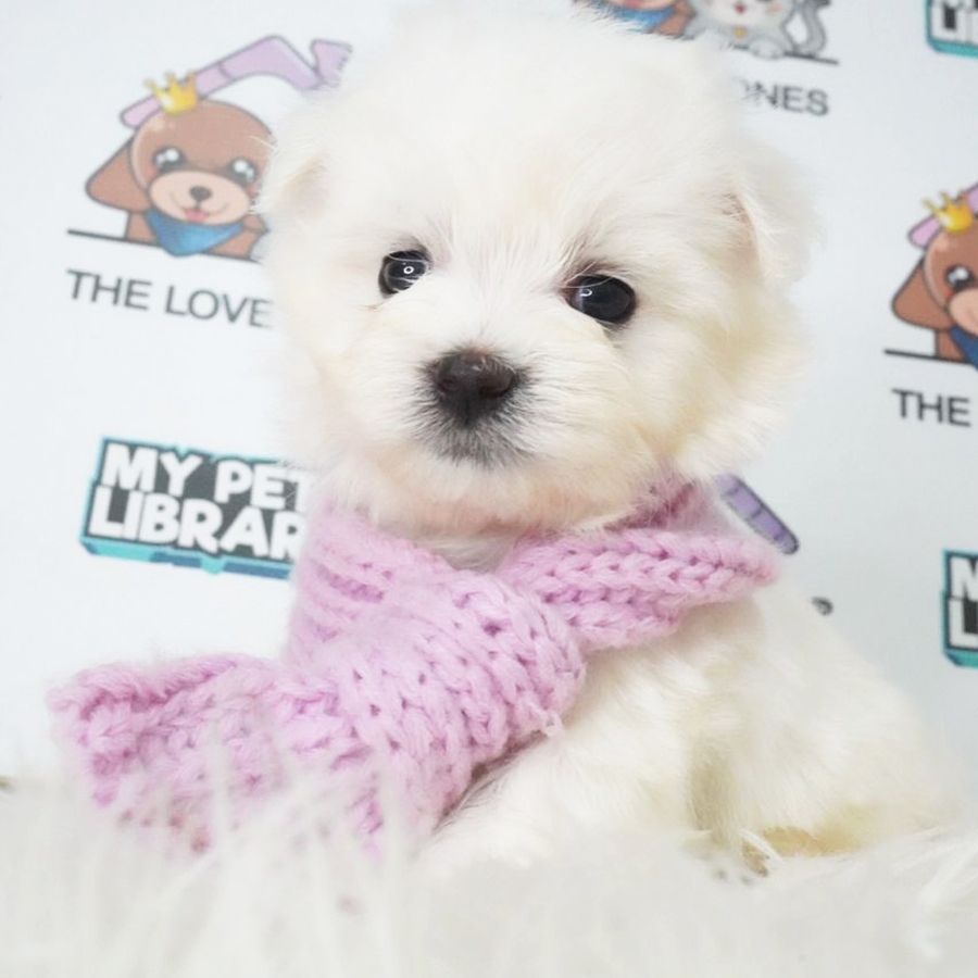 MKA Maltese Puppy (Female) For Sale