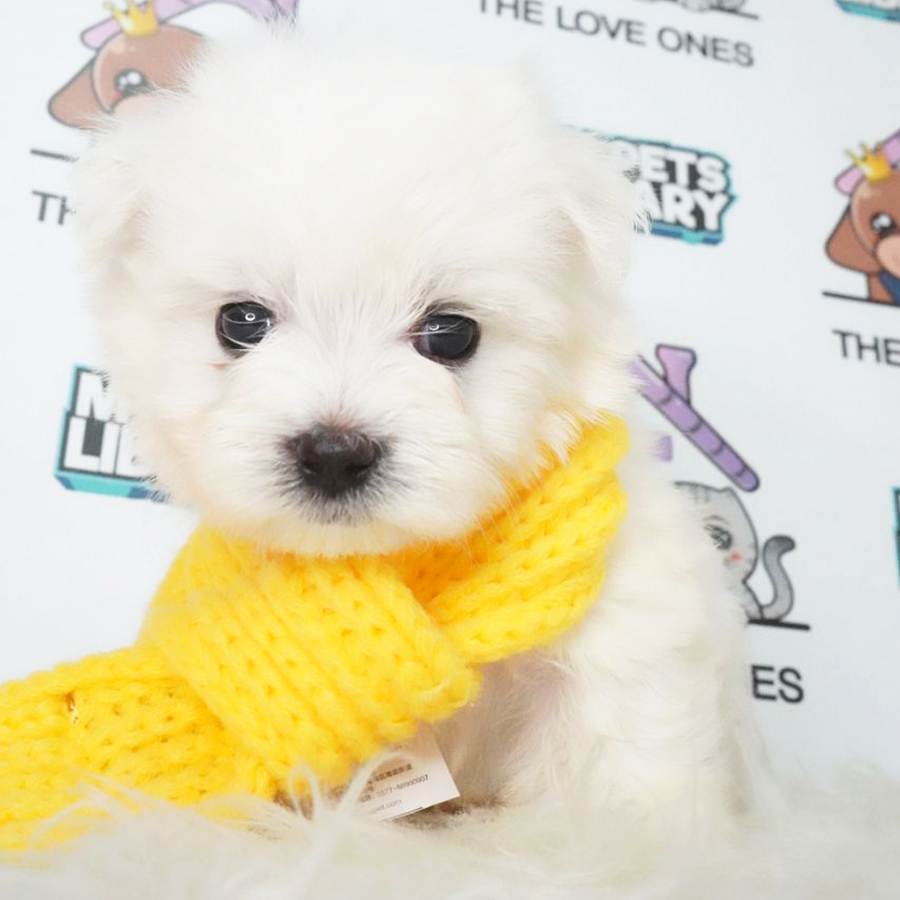 MKA Maltese Puppy (Male) For Sale