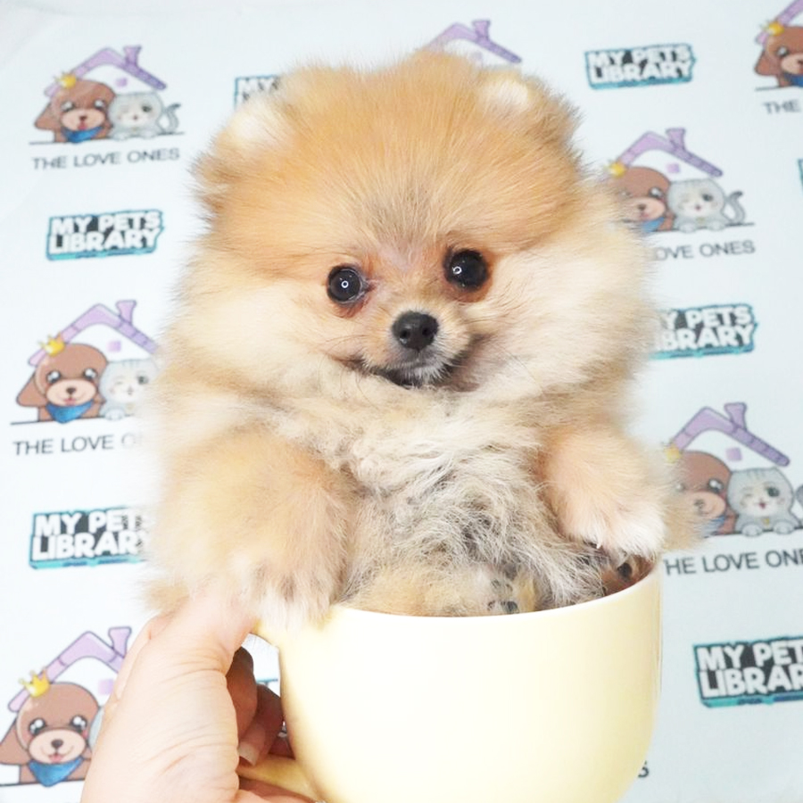 Teacup Pomeranian Puppy (Female) For Sale