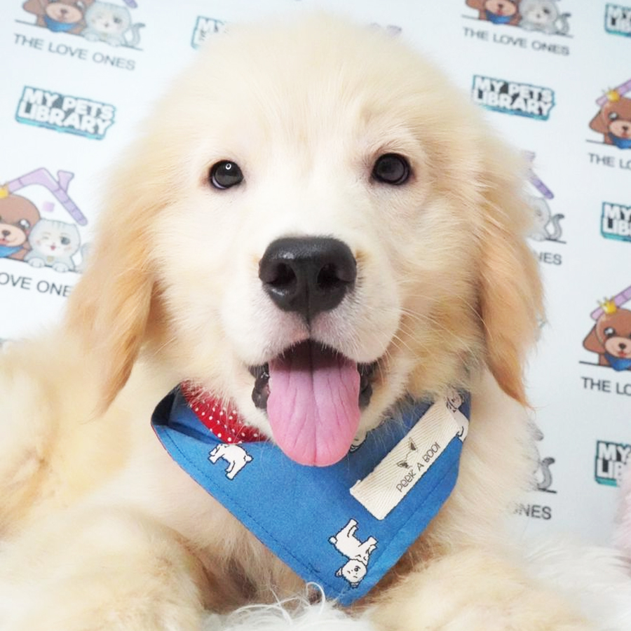 Golden Retriever Puppy (Male) For Sale