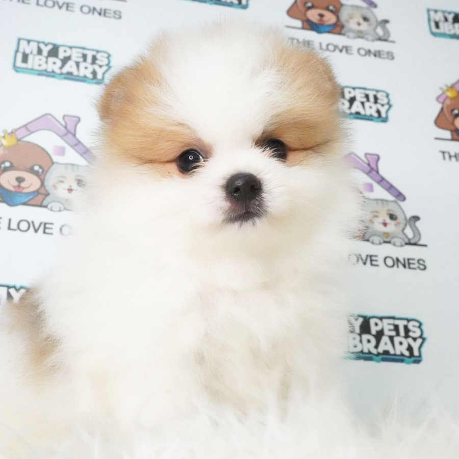 Pomeranian Puppy (Male) For Sale