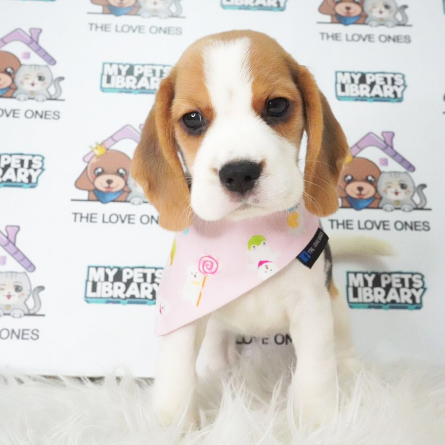 Beagle Puppy (Female) For Sale