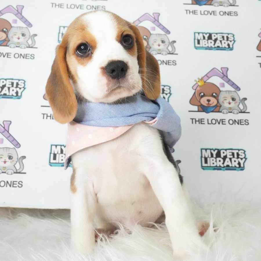Beagle Puppy (Female) For Sale