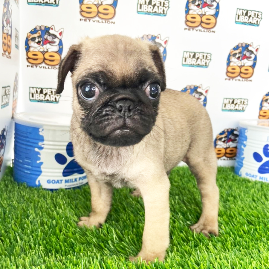 Pug Puppy (Male) For Sale