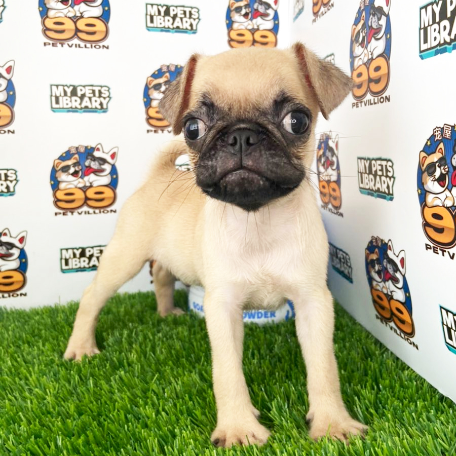 Pug Puppy (Male) For Sale