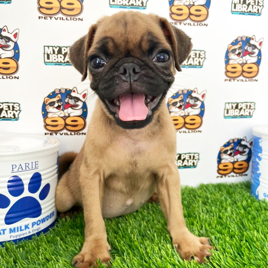Pug Puppy (Male) For Sale