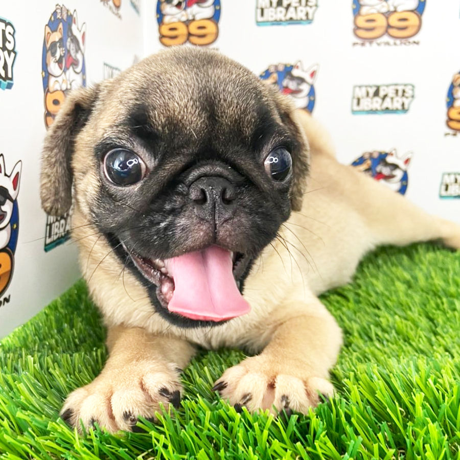 Pug Puppy (Female) For Sale