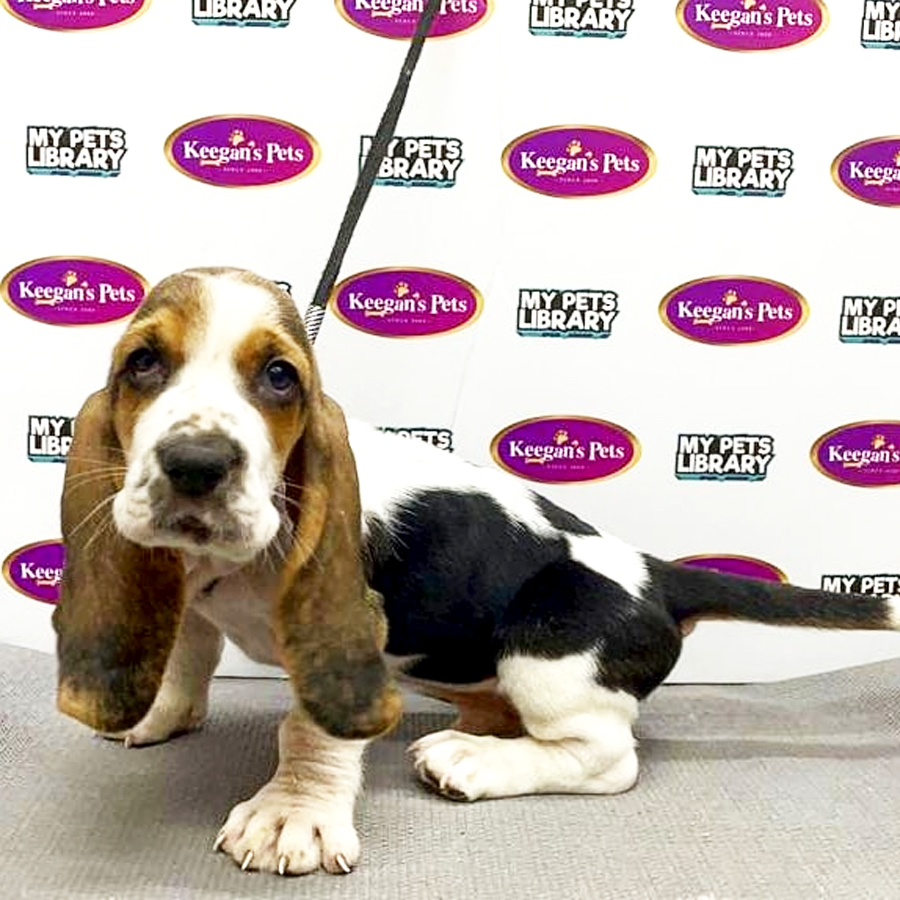 Basset Hound Puppy (Male) For Sale