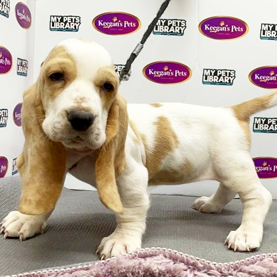 Basset Hound Puppy (Female) For Sale