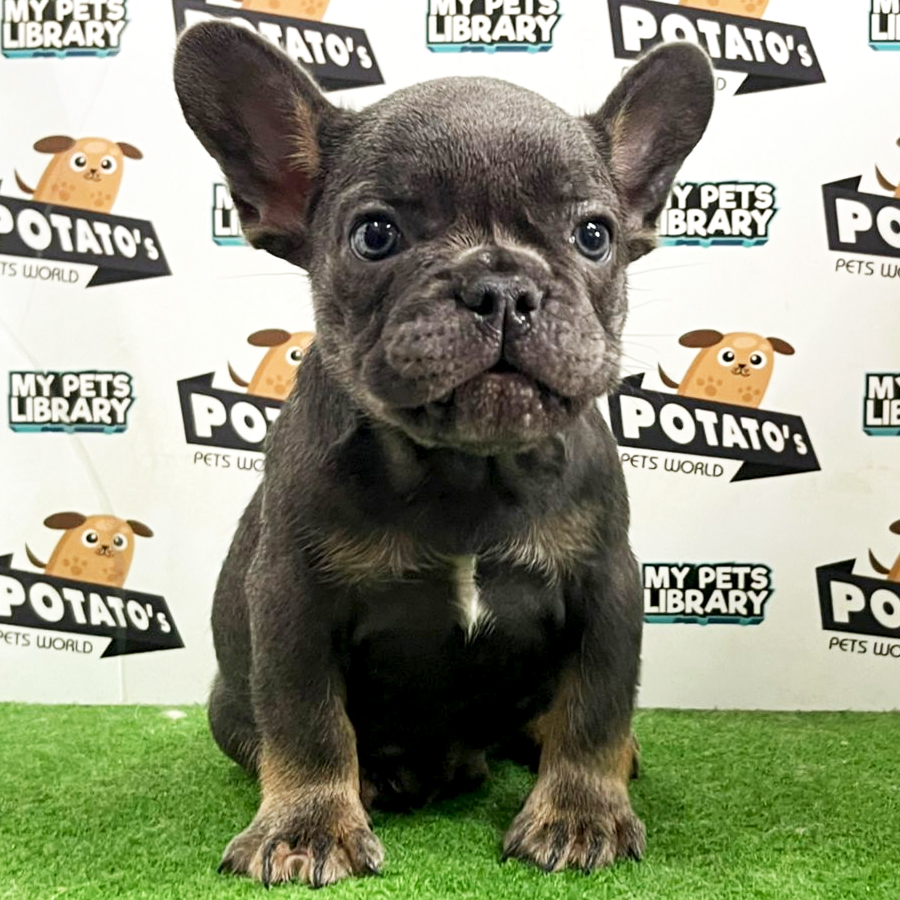 French Bulldog Puppy (Male) For Sale