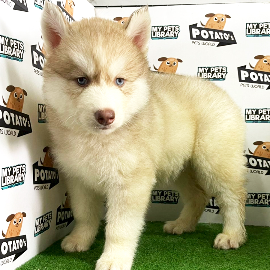 Wooly Husky Puppy (Female) For Sale
