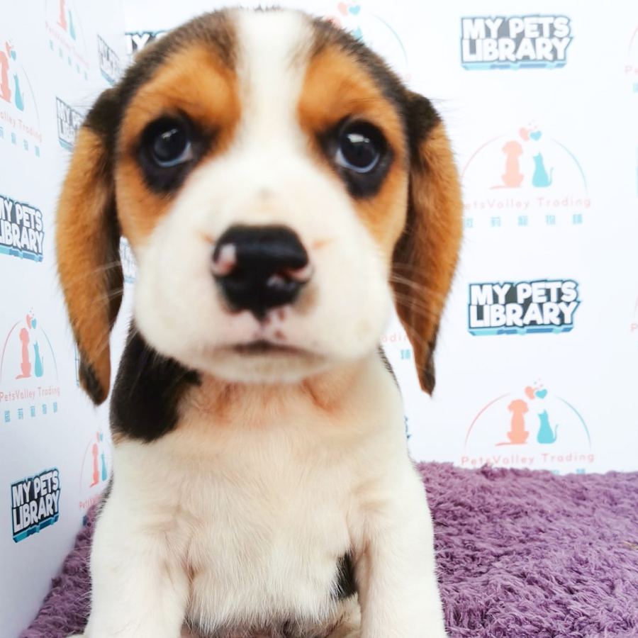 Beagle Puppy (Male) For Sale