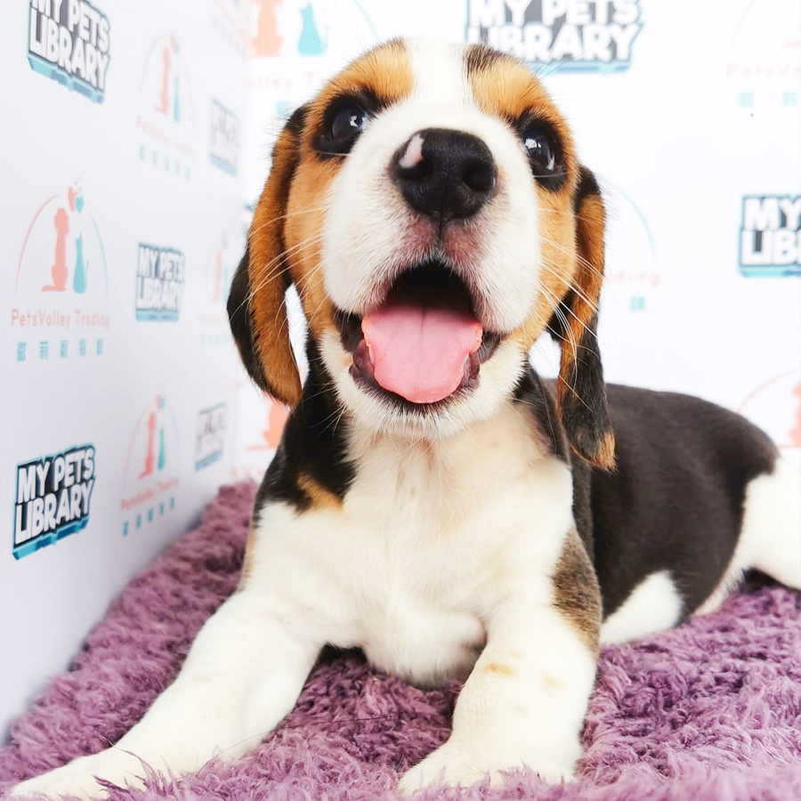 Beagle Puppy (Male) For Sale