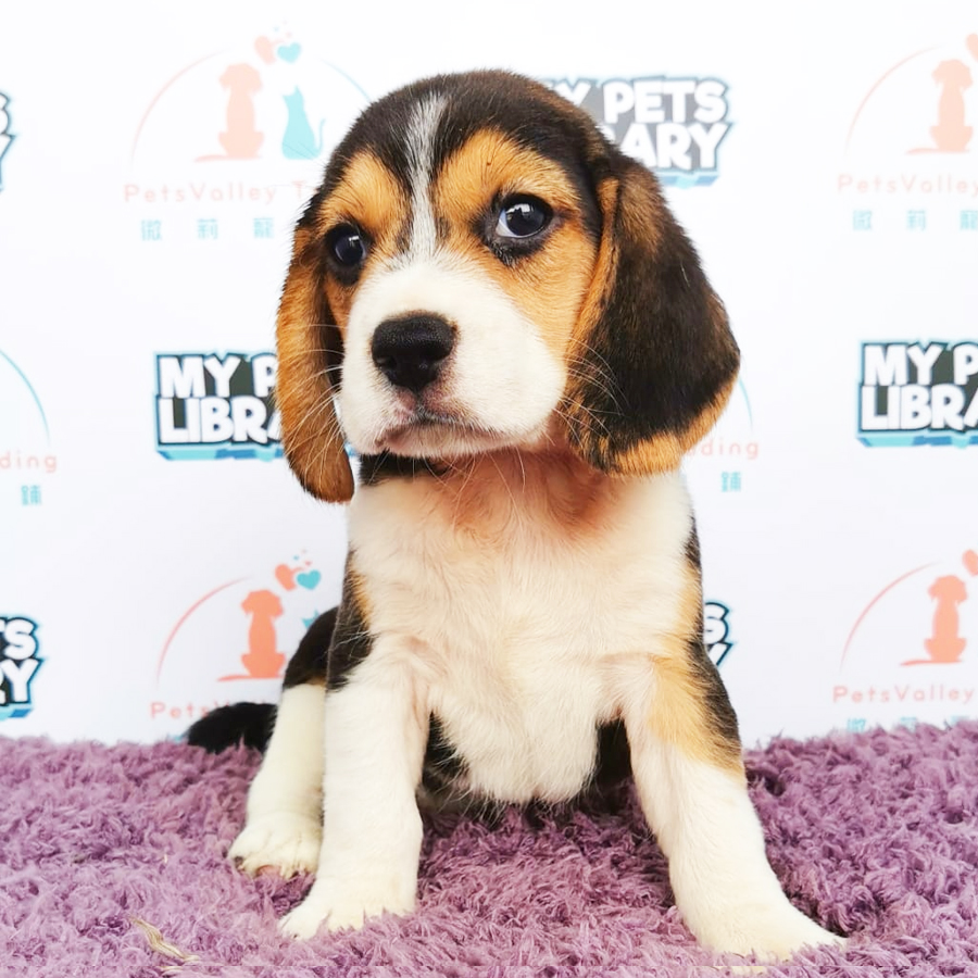 Beagle Puppy (Male) For Sale