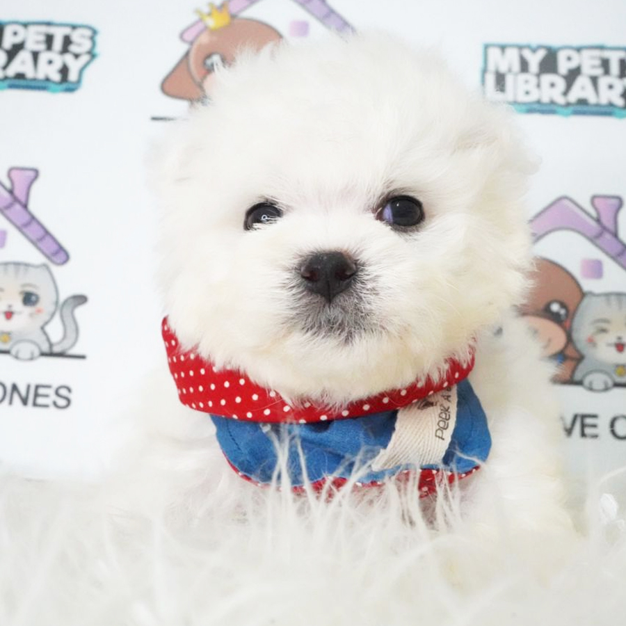 Bichon Frise Puppy (Male) For Sale