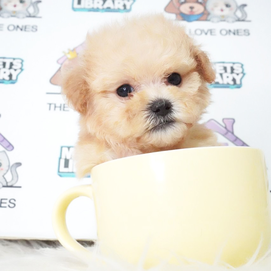 MKA Tiny Poodle Puppy (Female) For Sale