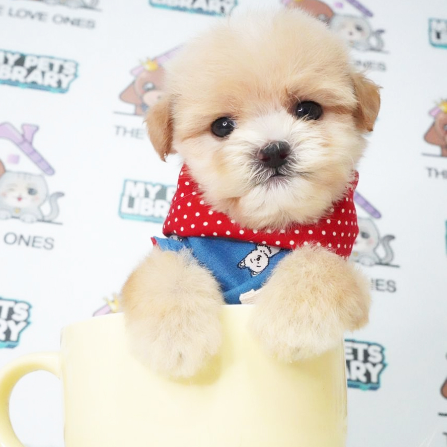 MKA Tiny Poodle Puppy (Male) For Sale