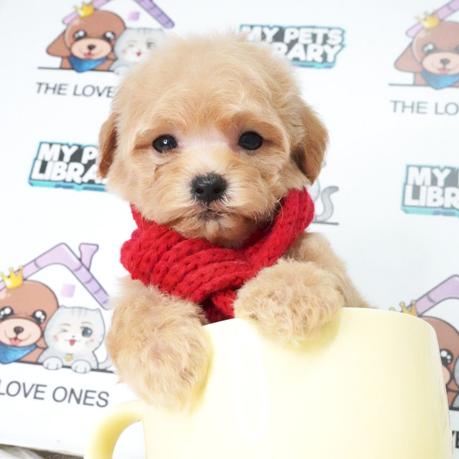 MKA Tiny Poodle Puppy (Female) For Sale